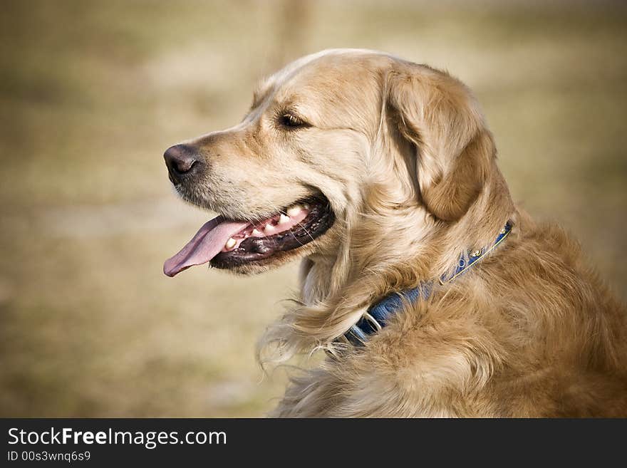 Golden retriever is looking forward