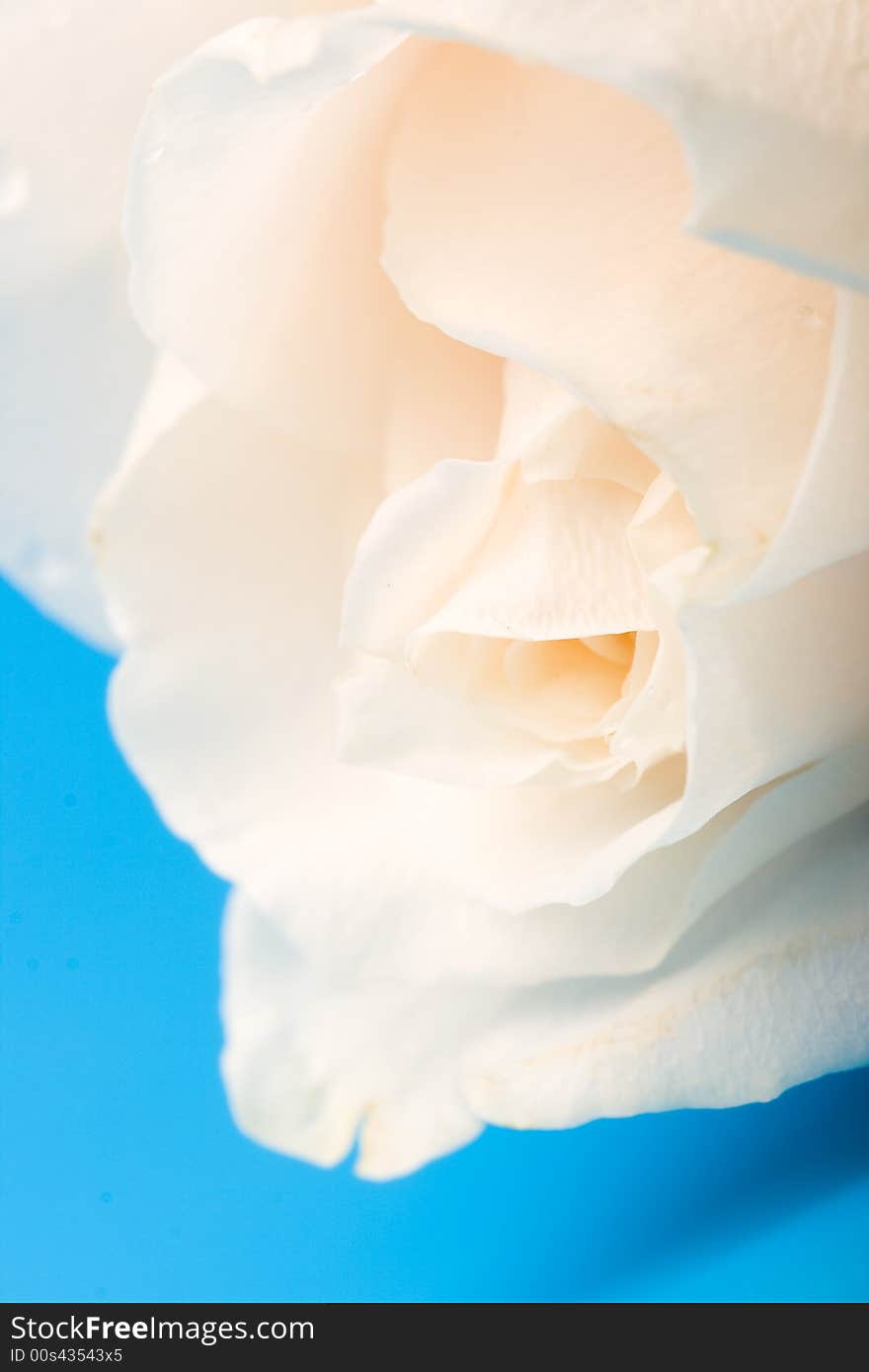 Closeup vertical rose flower on blue background. Closeup vertical rose flower on blue background