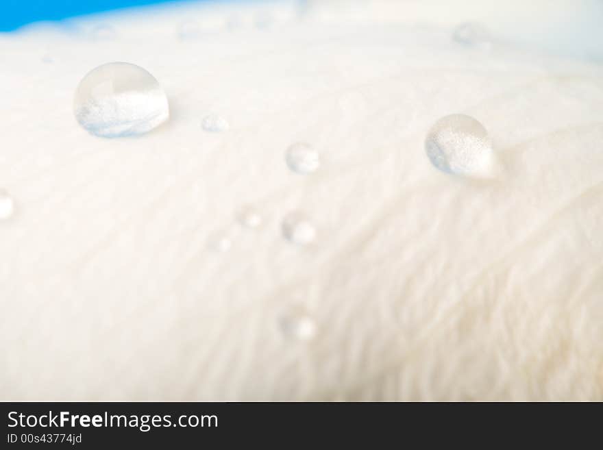 Drops of water on rose petal. Drops of water on rose petal