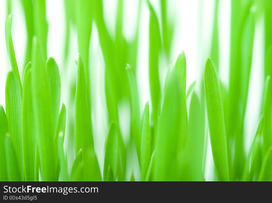 Green grass background with white background