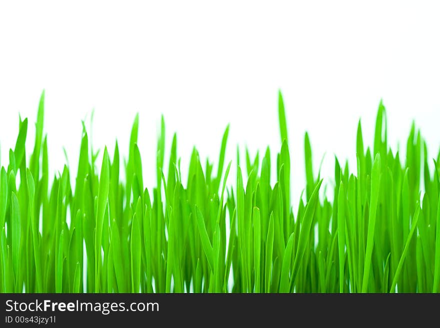 Isolated green grass with white background