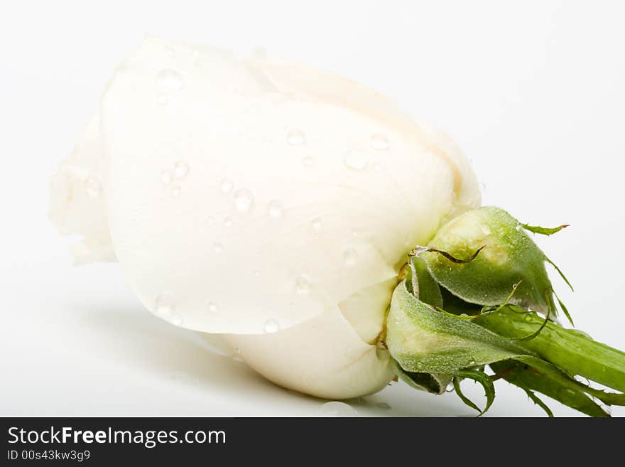 Macro wet rose bud on the white background