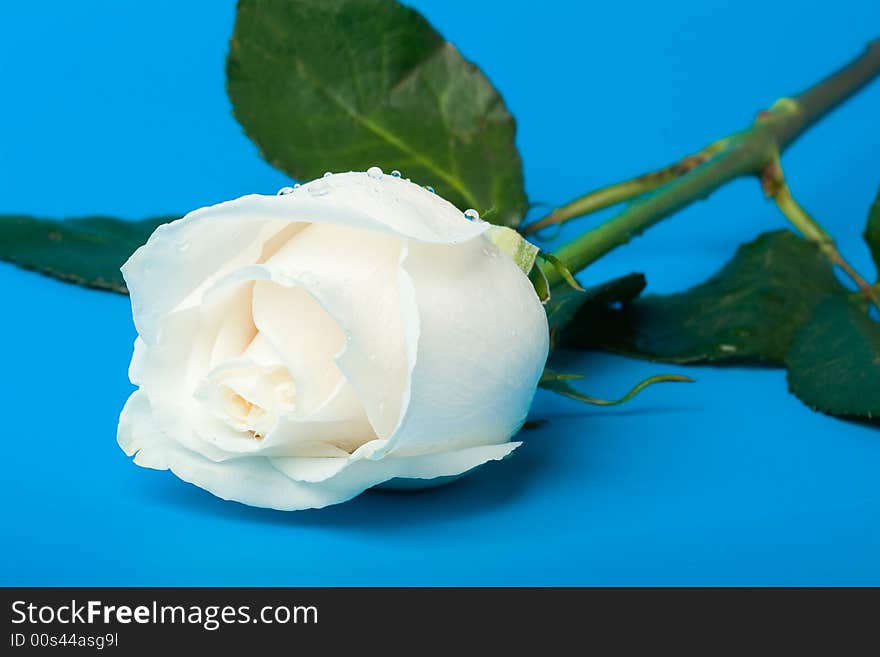 Wet white rose on blue background