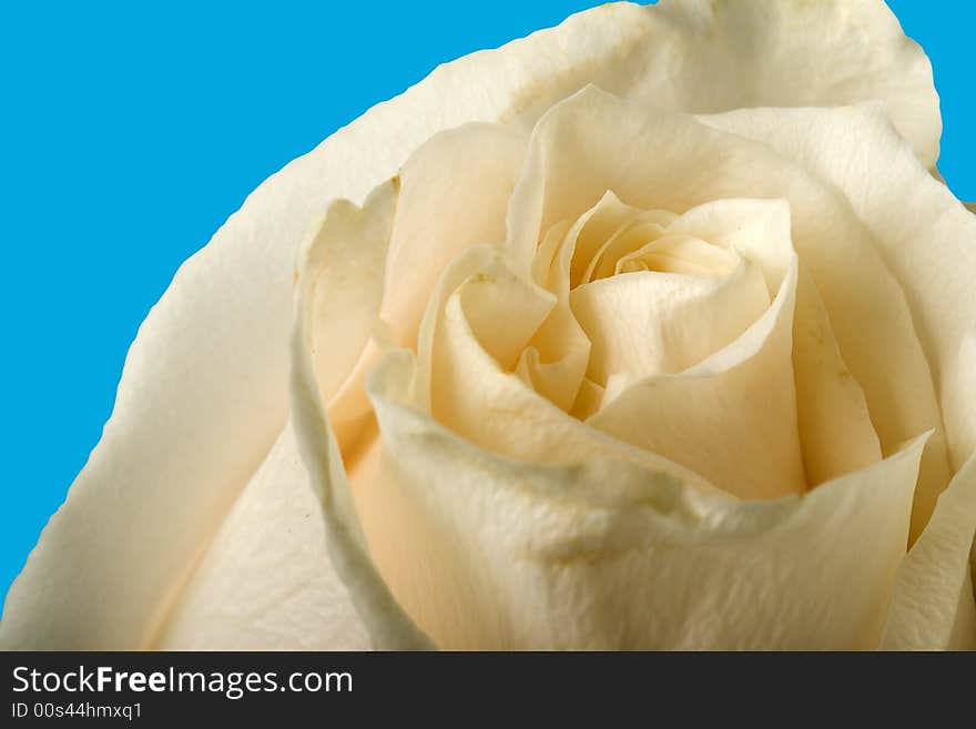 White macro rose with blue background. White macro rose with blue background