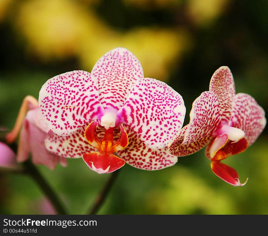 Phalaenopsis