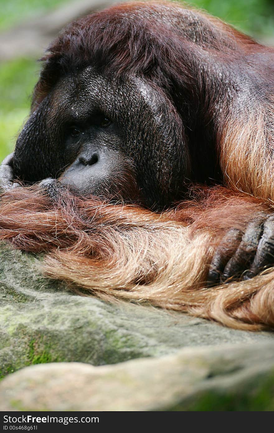 A shot of a male orangutan up close. A shot of a male orangutan up close