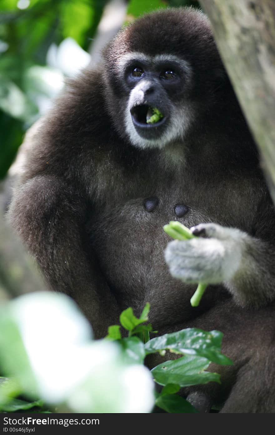 A shot of a White Handed Gibbon up close