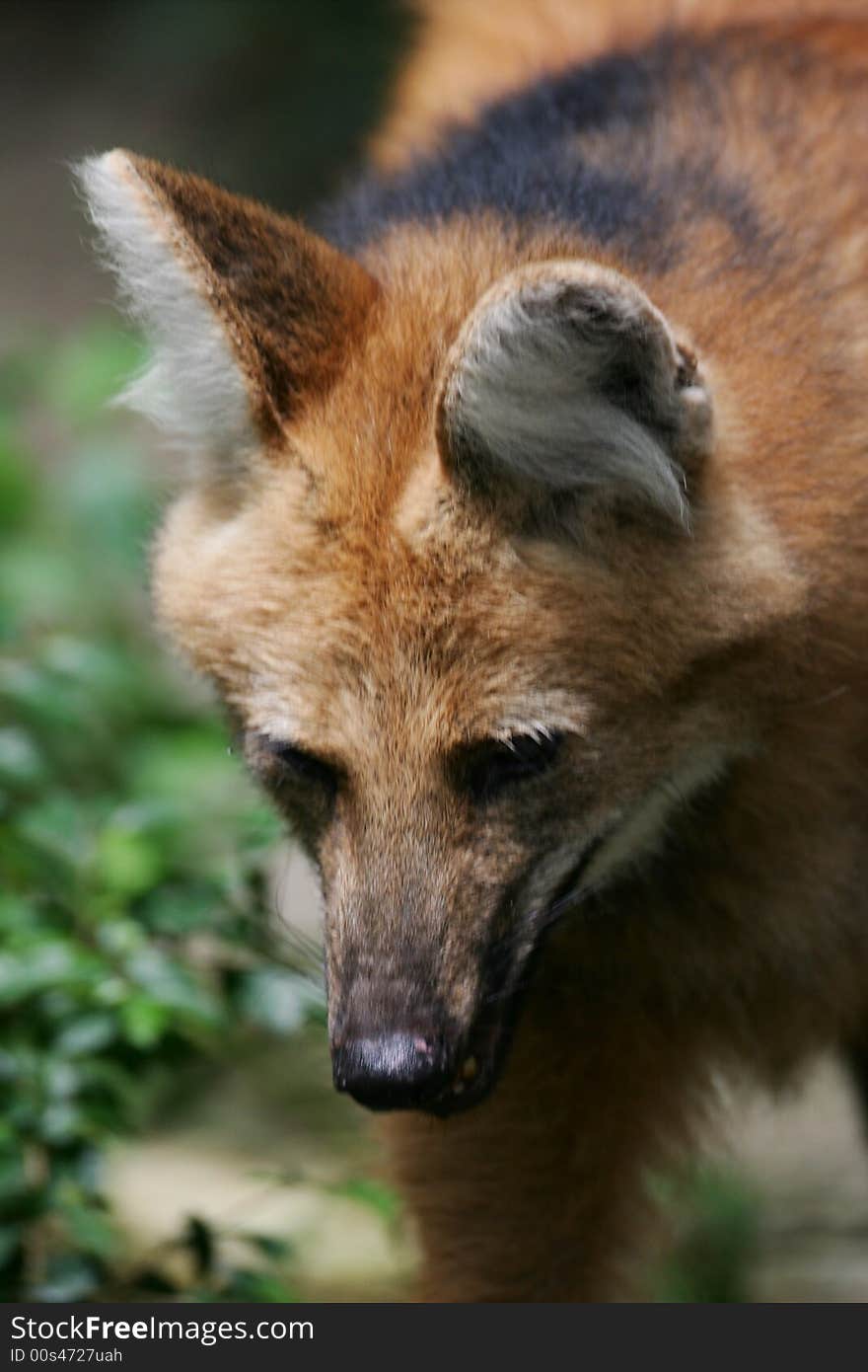 A shot of a Maned Wolf up close