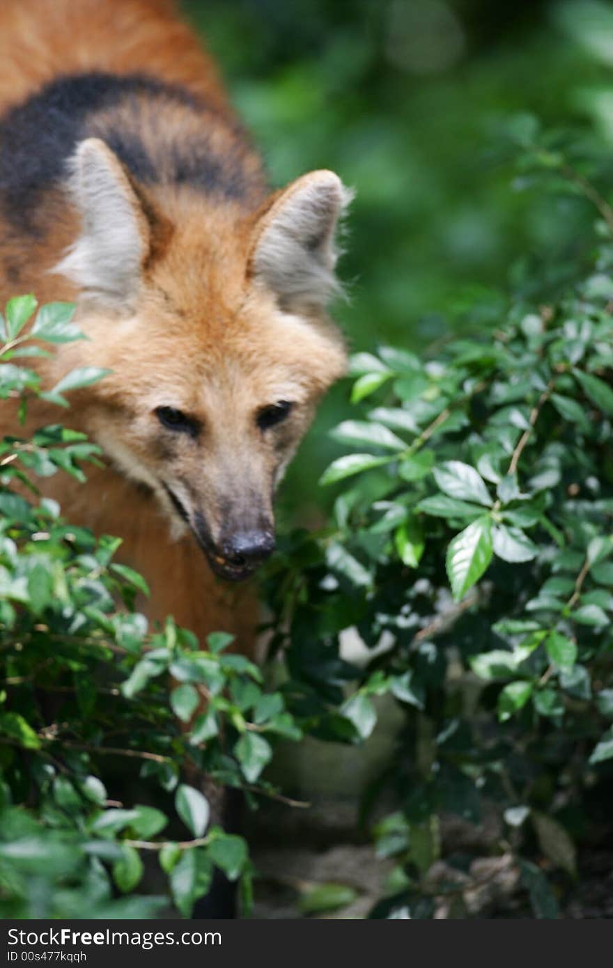 A shot of a Maned Wolf up close