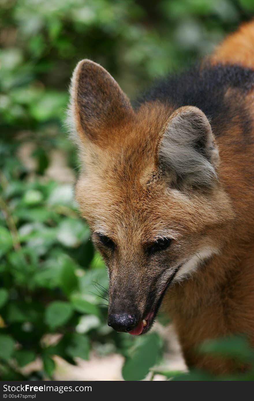 A shot of a Maned Wolf up close