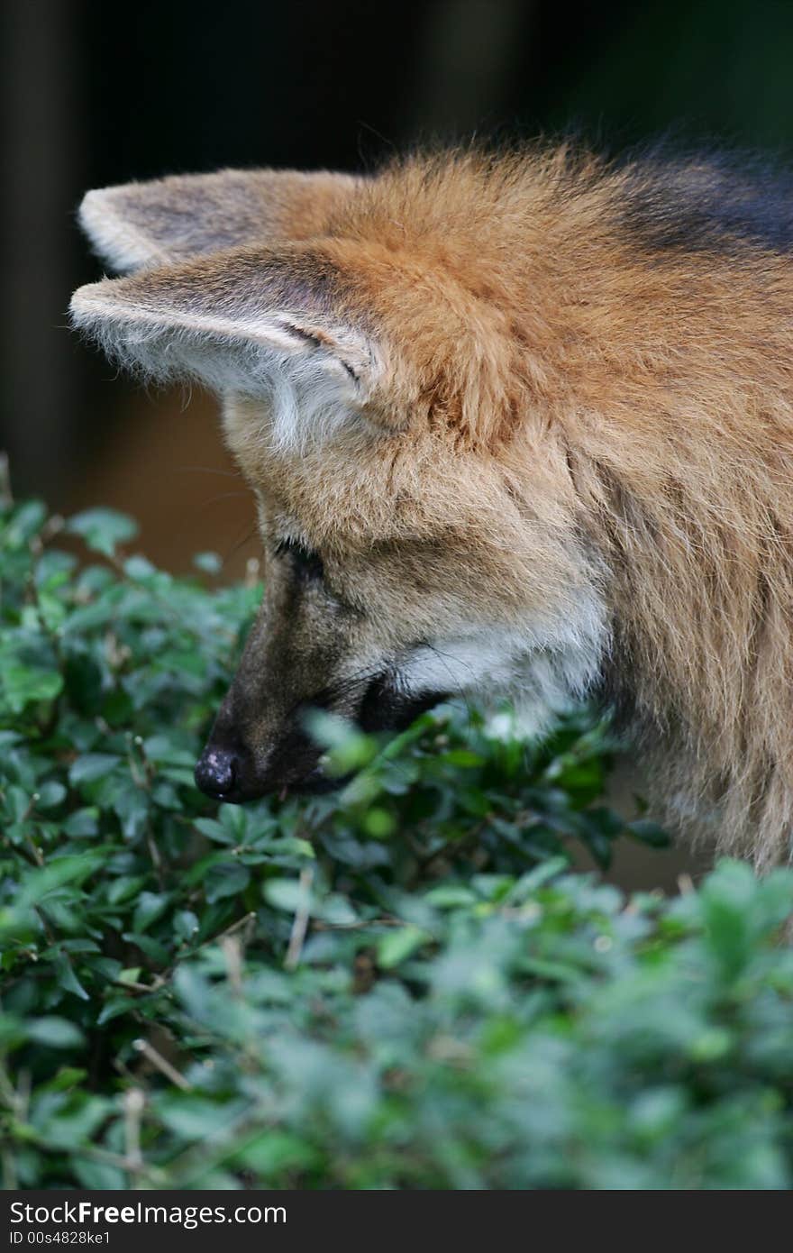 A shot of a Maned Wolf up close