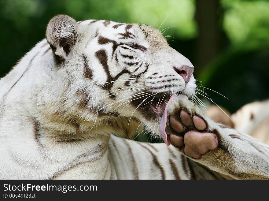 White Tiger