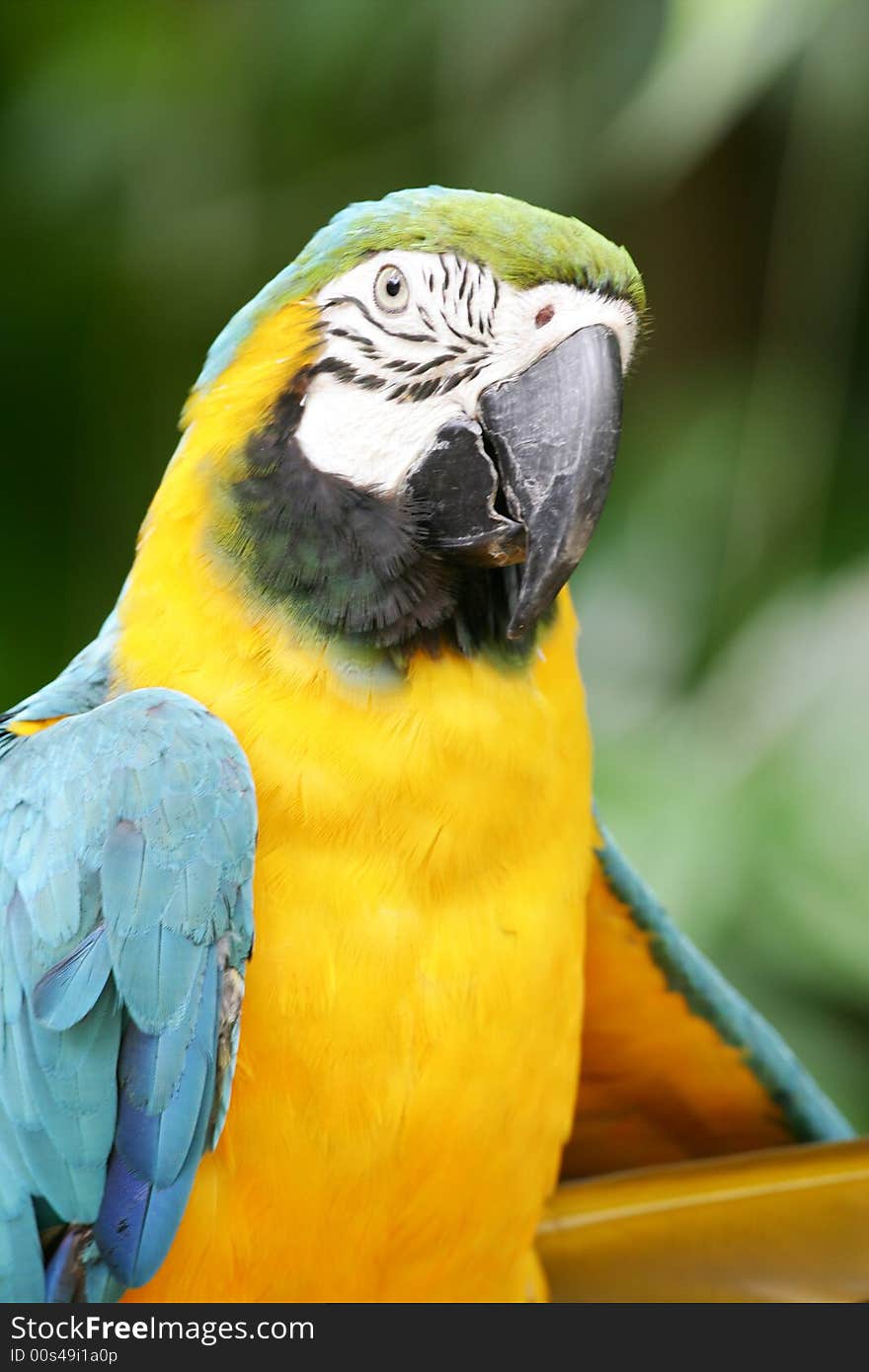 A shot of a Blue & Yellow Macaw