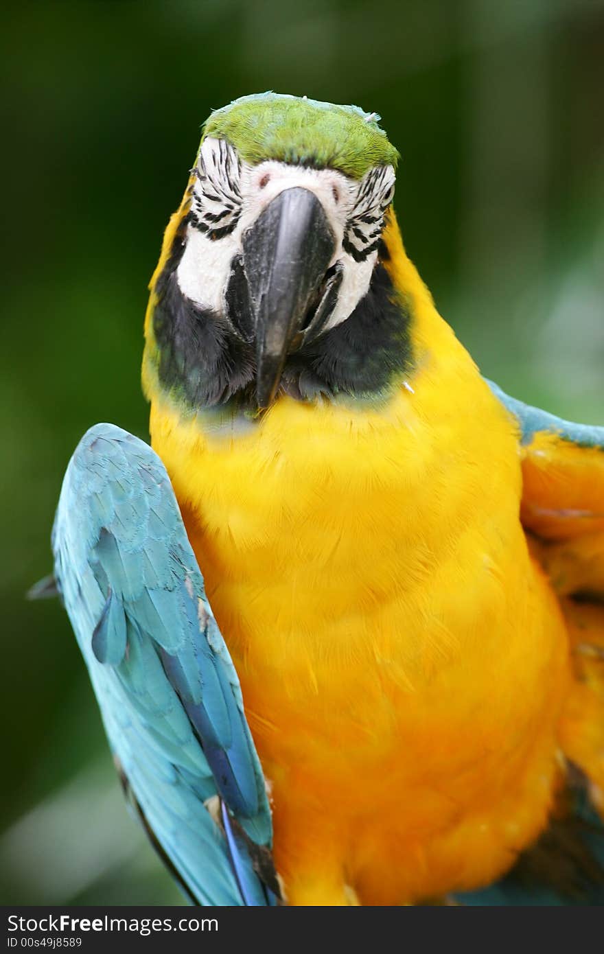 A shot of a Blue & Yellow Macaw