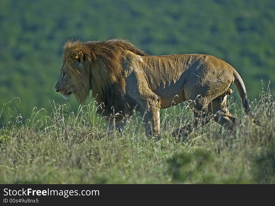 Male Lion