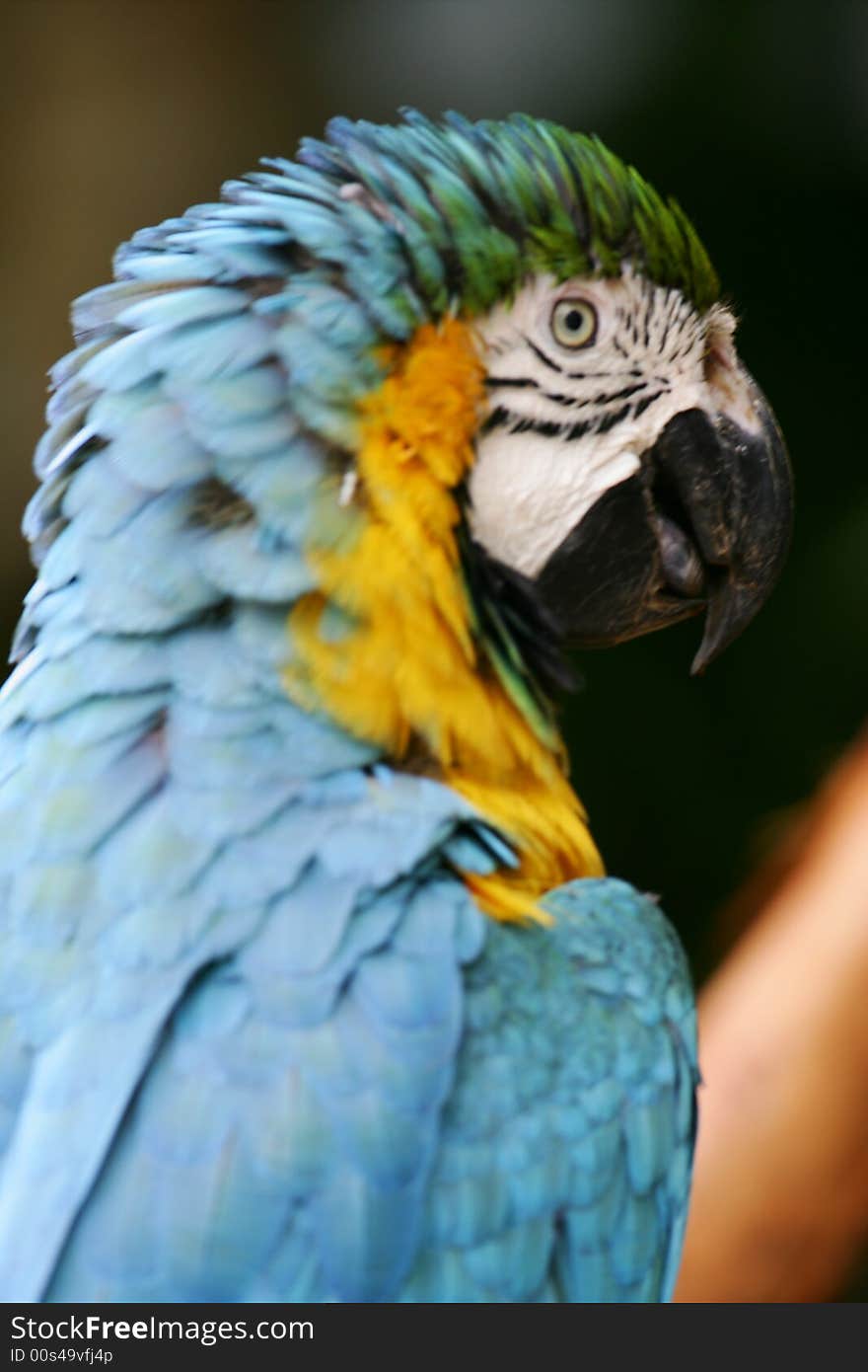 A shot of a Blue & Yellow Macaw