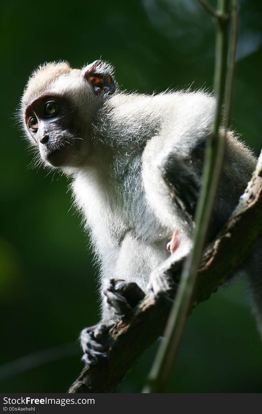 A shot of a Macaque Monkey in the wild