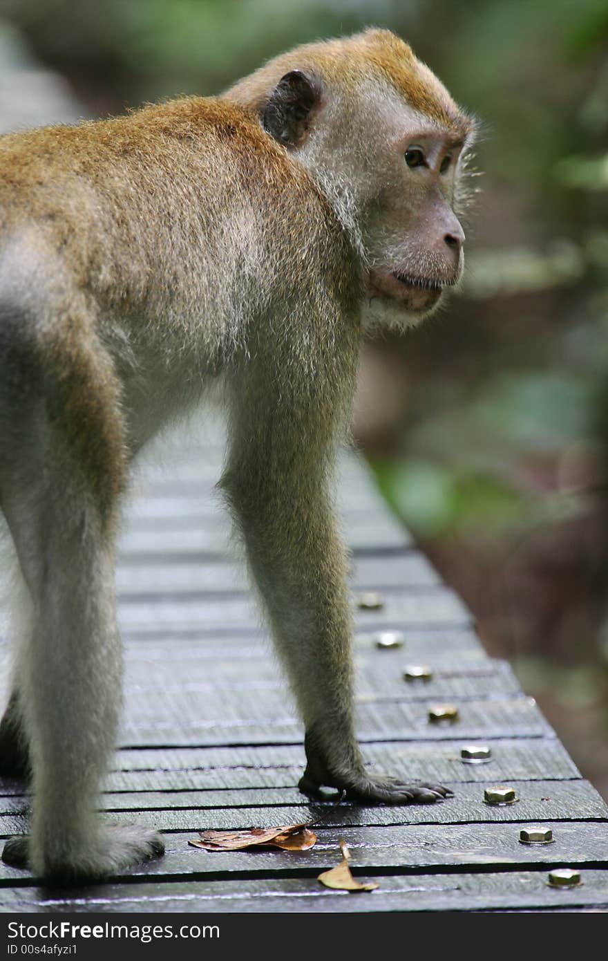 Macaque Monkey