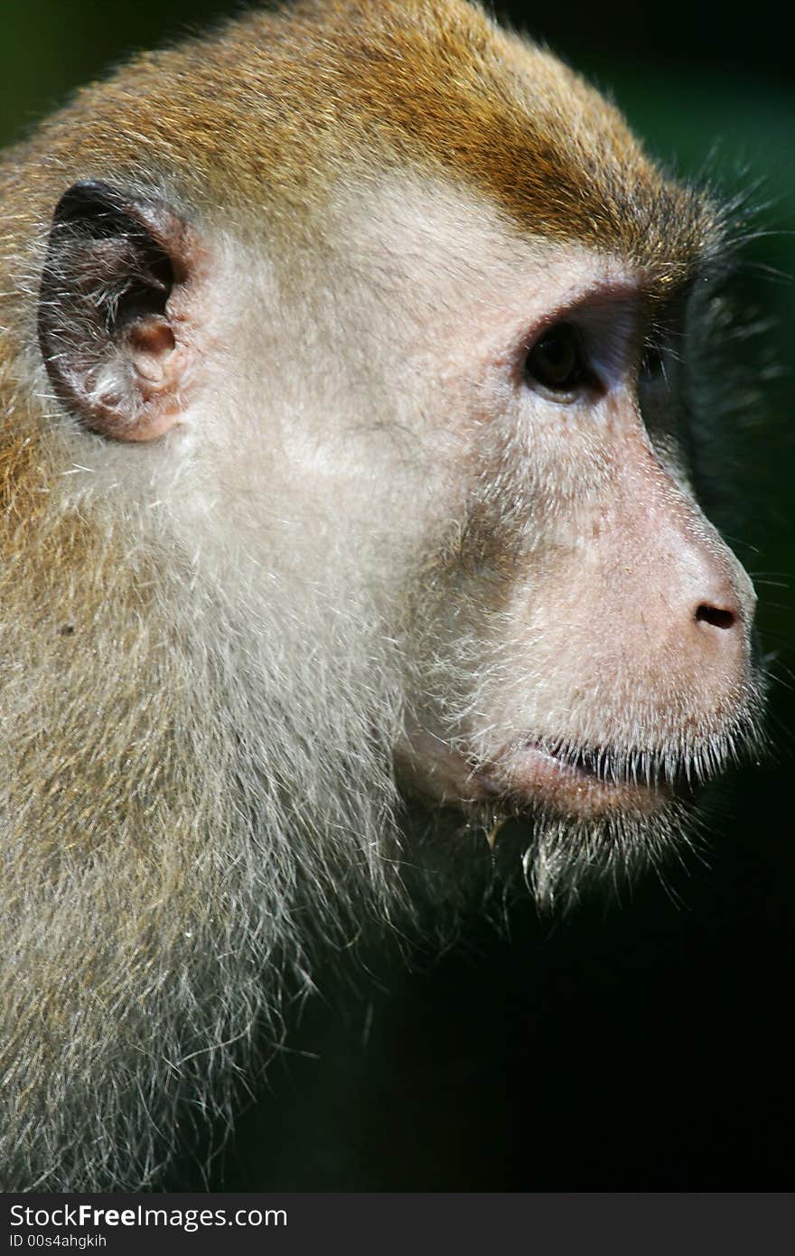 A shot of a Macaque Monkey in the wild