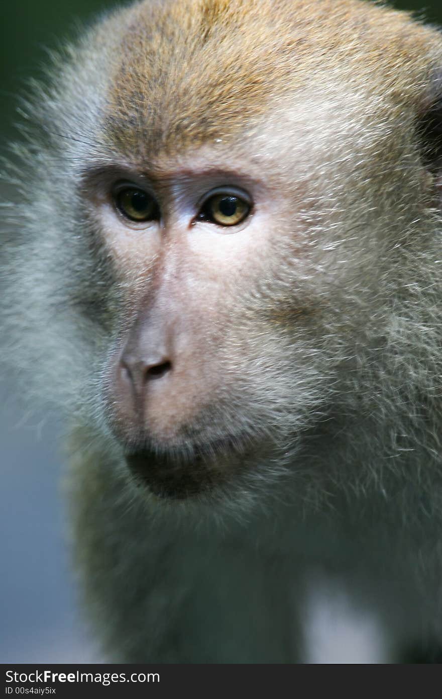 A shot of a Macaque Monkey in the wild