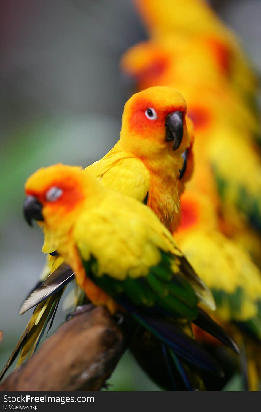 A shot of Sun Conures perched together