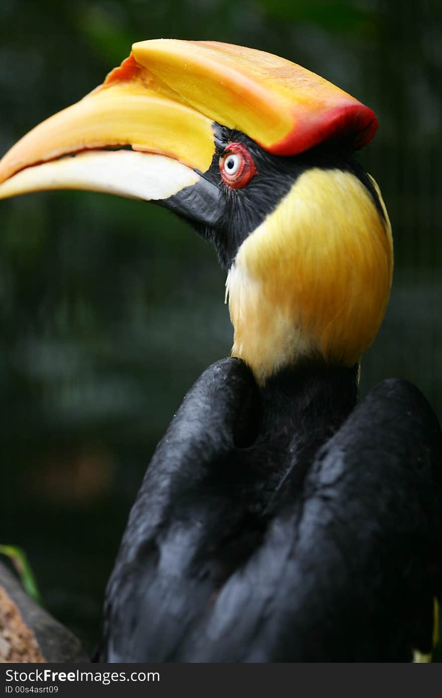 Yellow Billed Hornbill