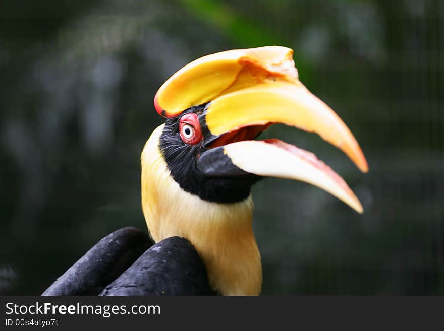 Yellow Billed Hornbill