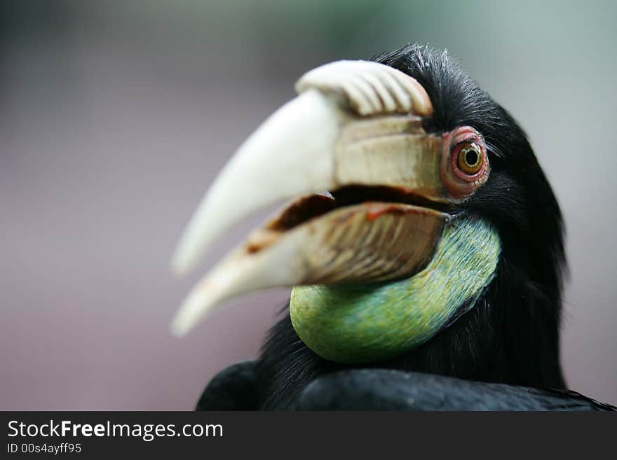 A shot of a Black Hornbill up close