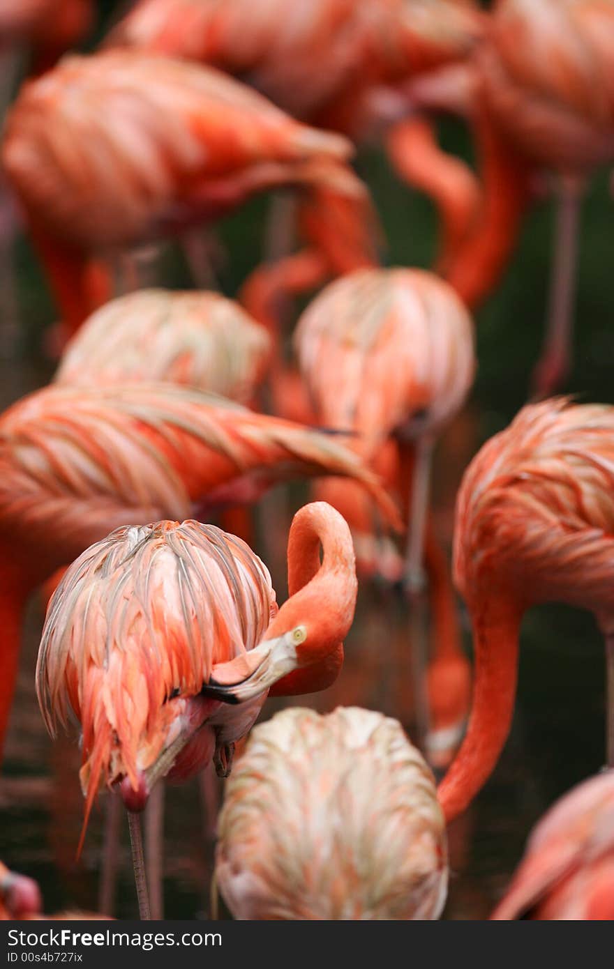 A shot of a flock of Pink Flamingoes