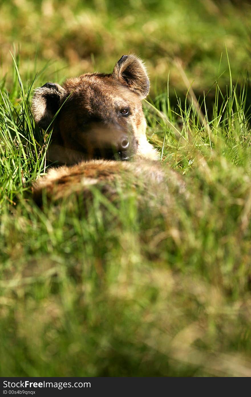 A shot of an African Hyena in the wild