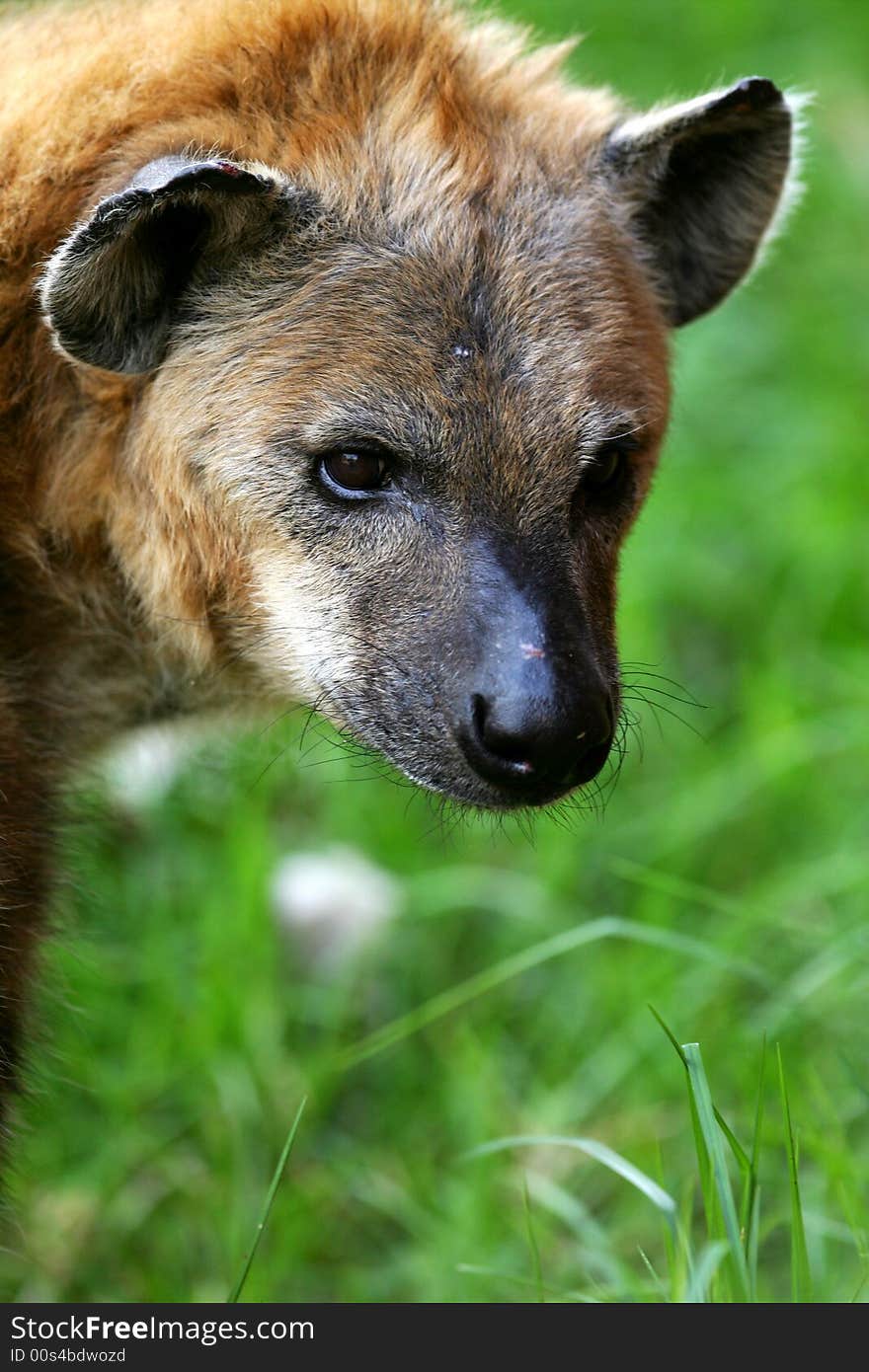 A shot of an African Hyena in the wild