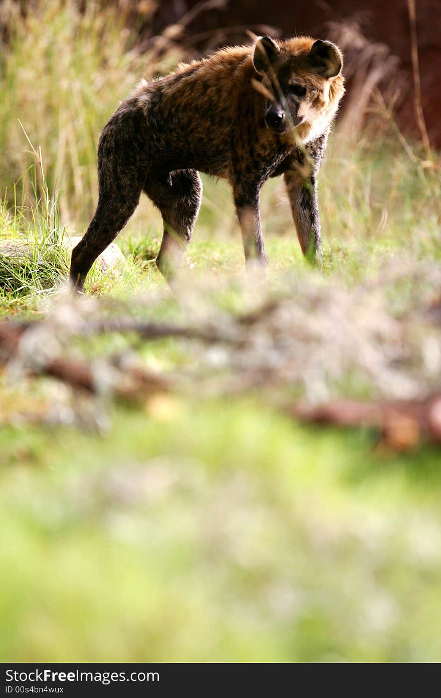 A shot of an African Hyena in the wild