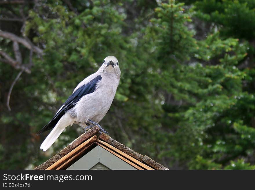 A Gray Jay perched on the peak of a roof