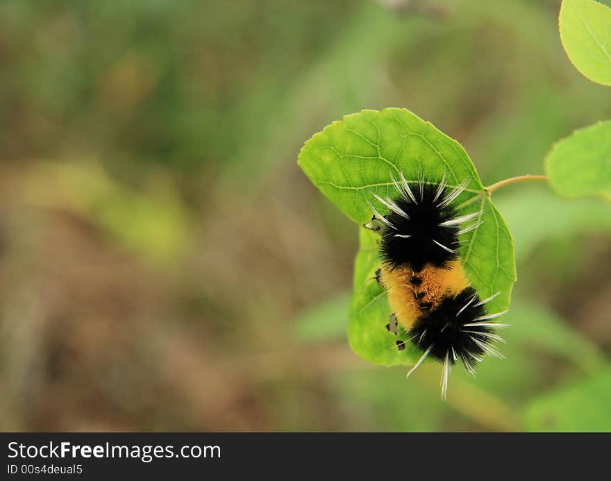 A uniquely colored and banded caterpillar clinging to a leaf. A uniquely colored and banded caterpillar clinging to a leaf