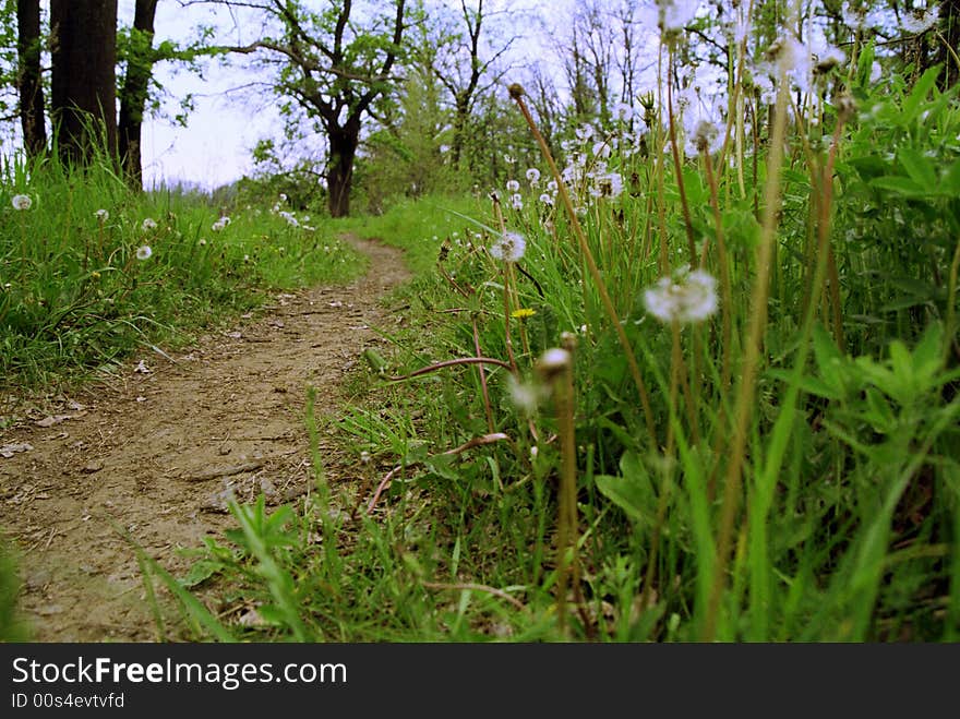 The path in a grass