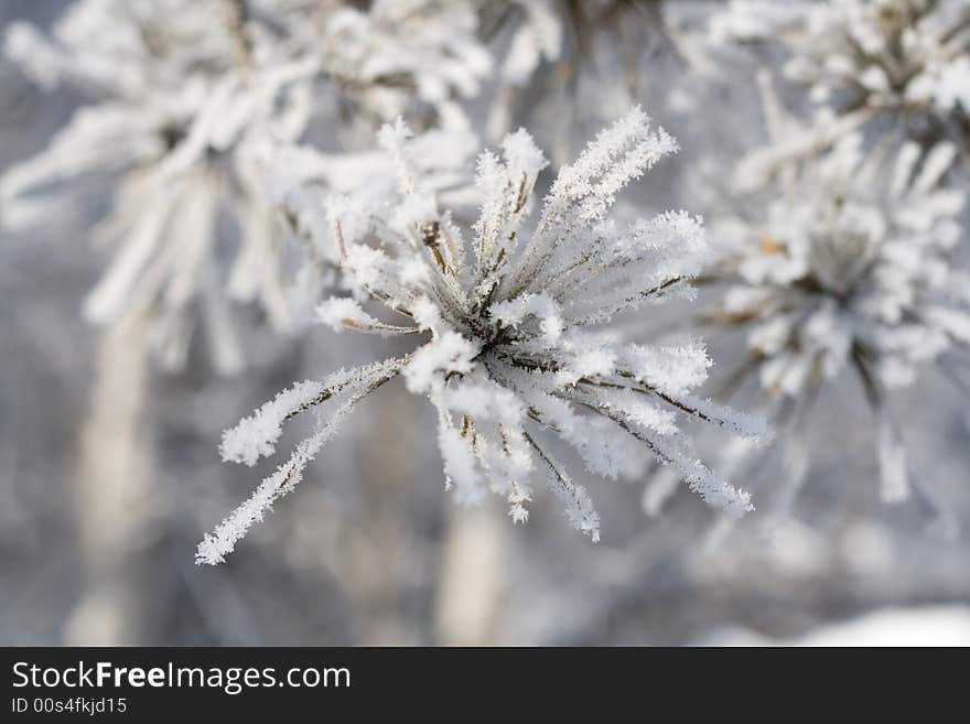 Rime on the pine