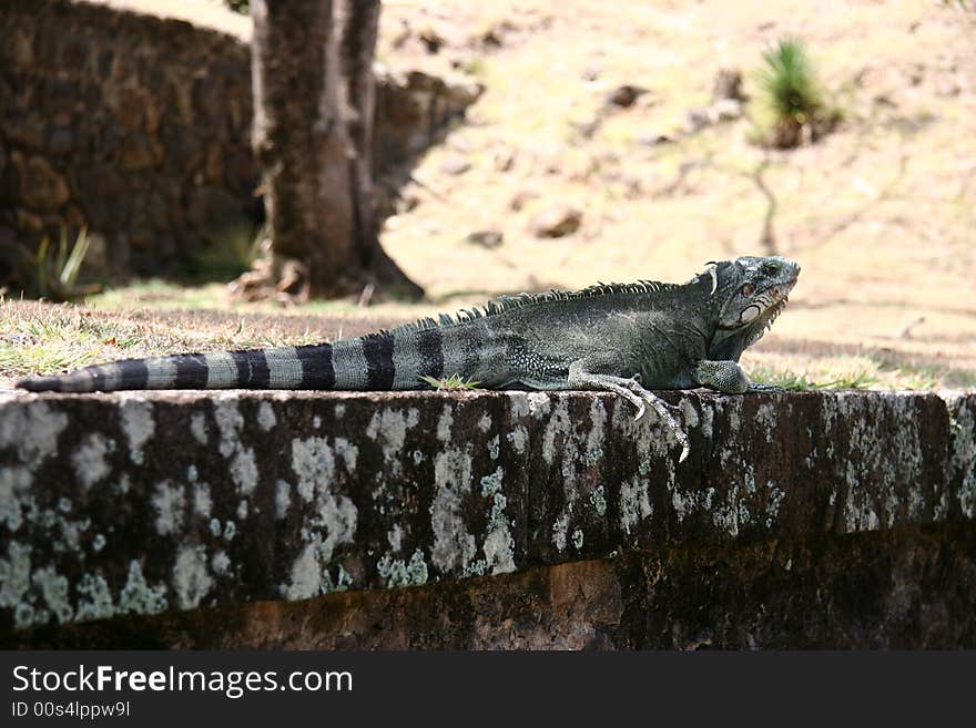 Iguana nel forte di Napoleone a Les Saint