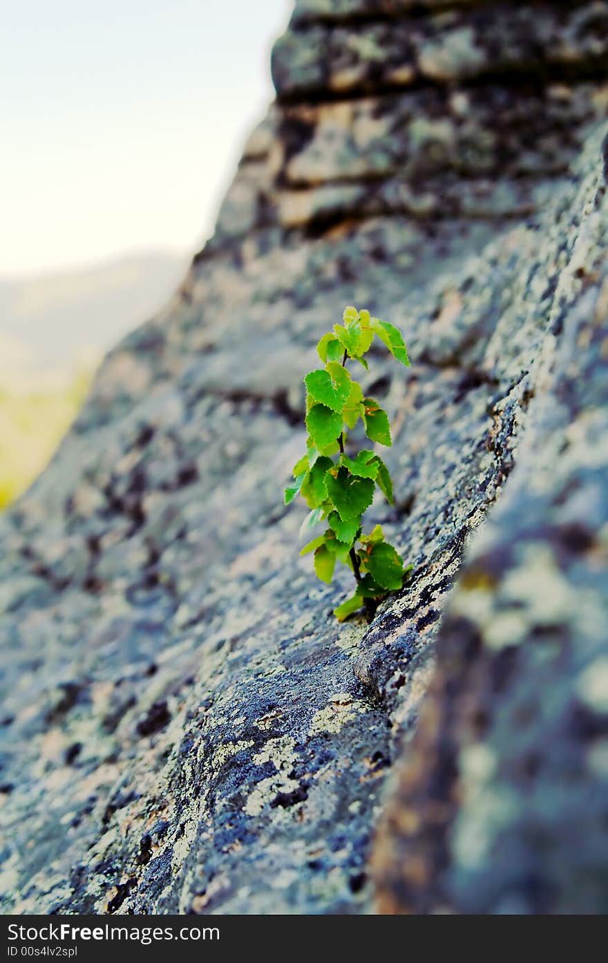 Birch sprout