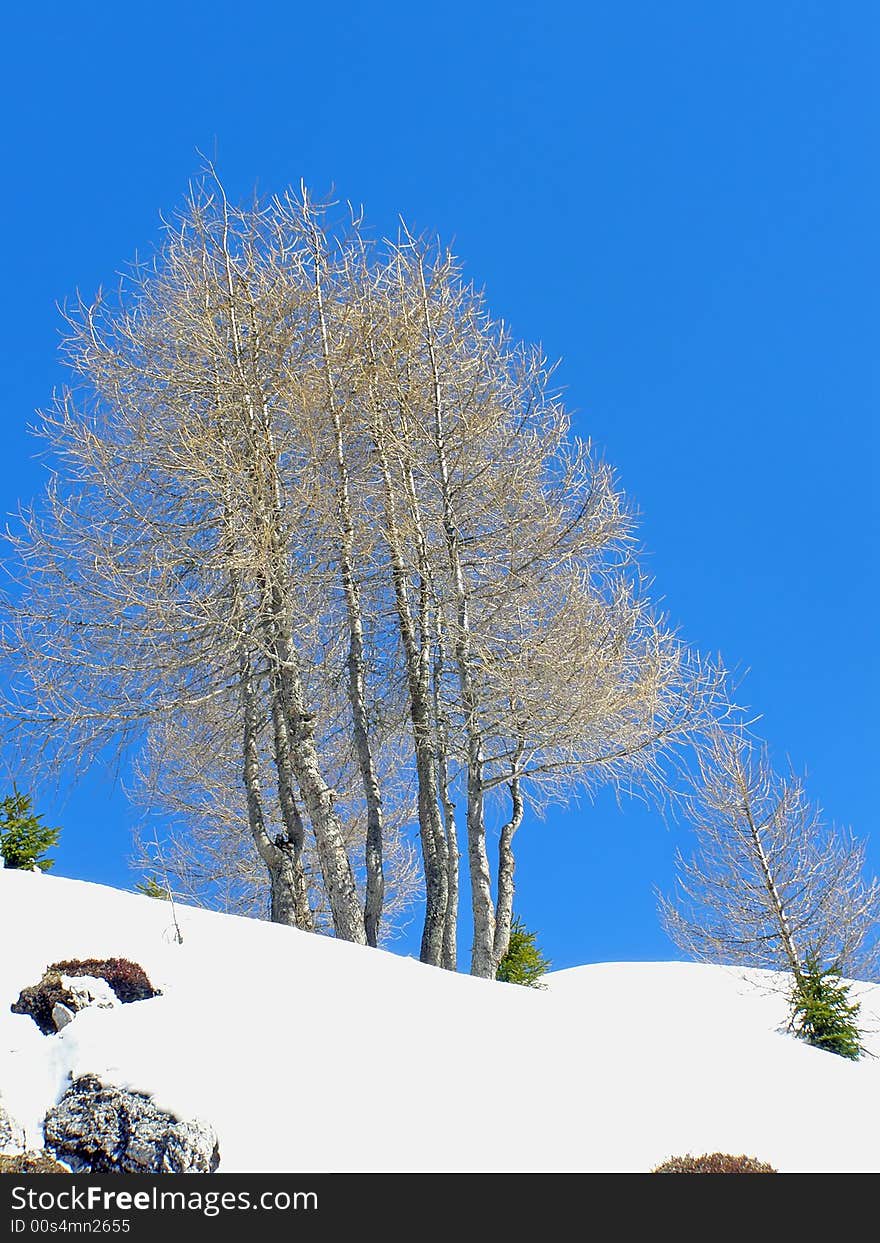 Winter trees against clear blue sky, alpine scene