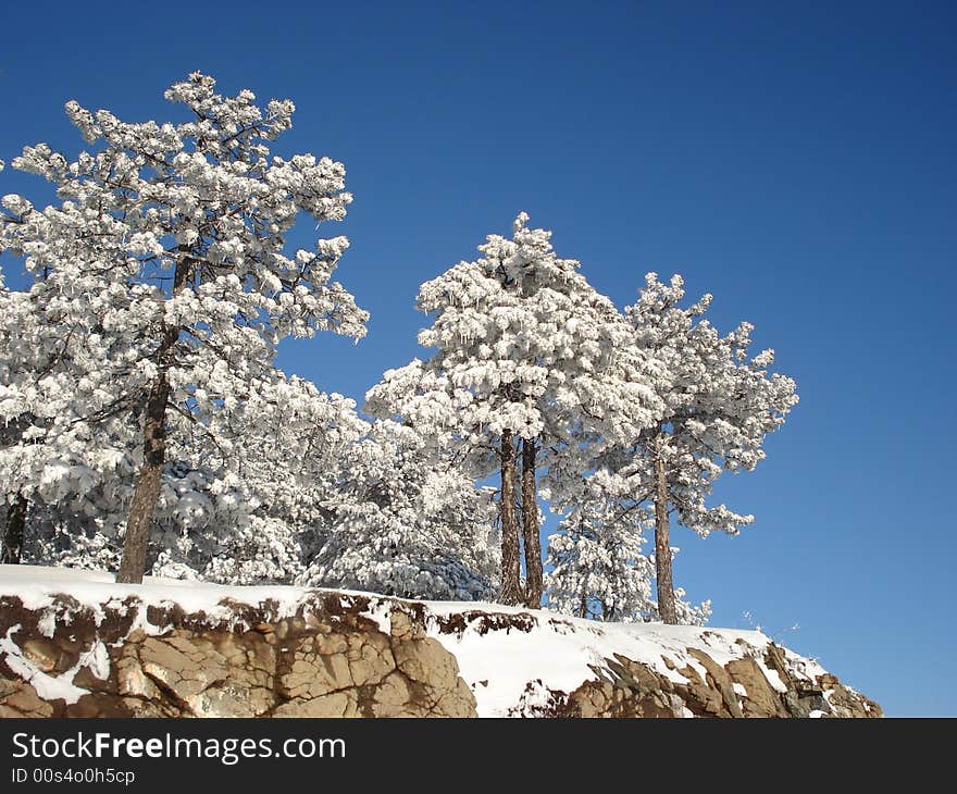 Idilic snow covered pine trees