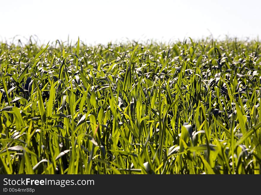 Green wheat field under sunlight. Green wheat field under sunlight