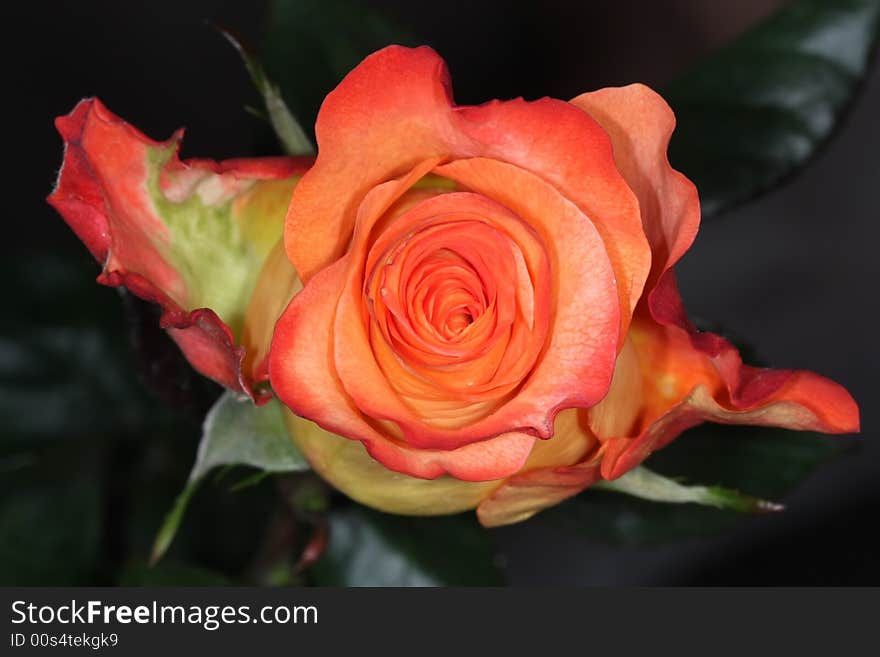 Close up or beautiful rose petals