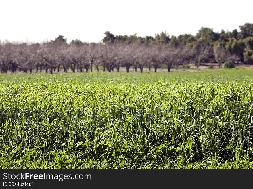 Green wheat field under sunlight. Green wheat field under sunlight