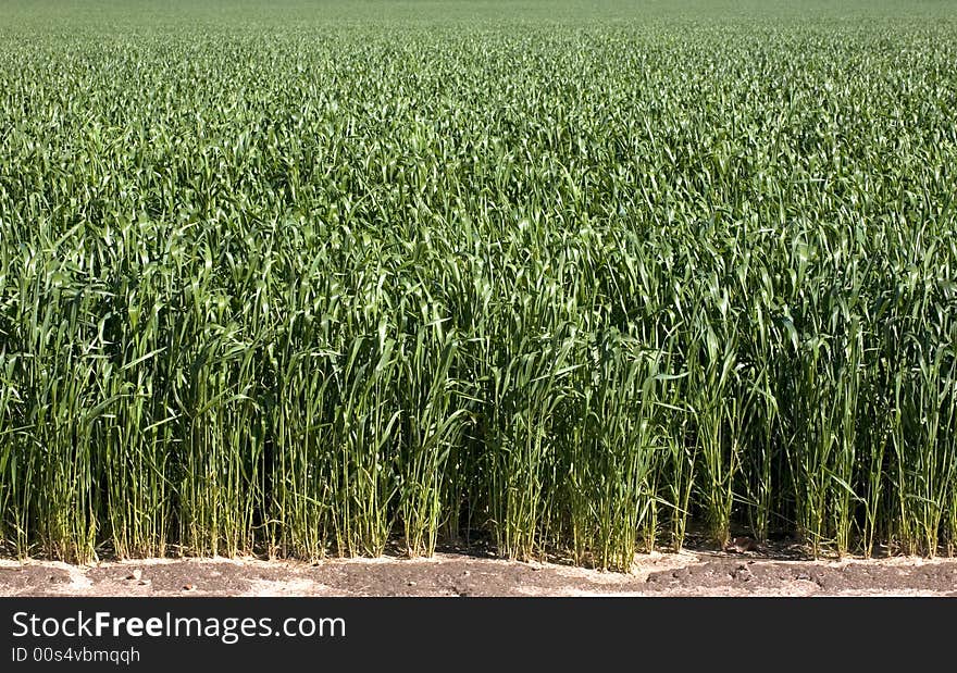 Green wheat field under sunlight. Green wheat field under sunlight