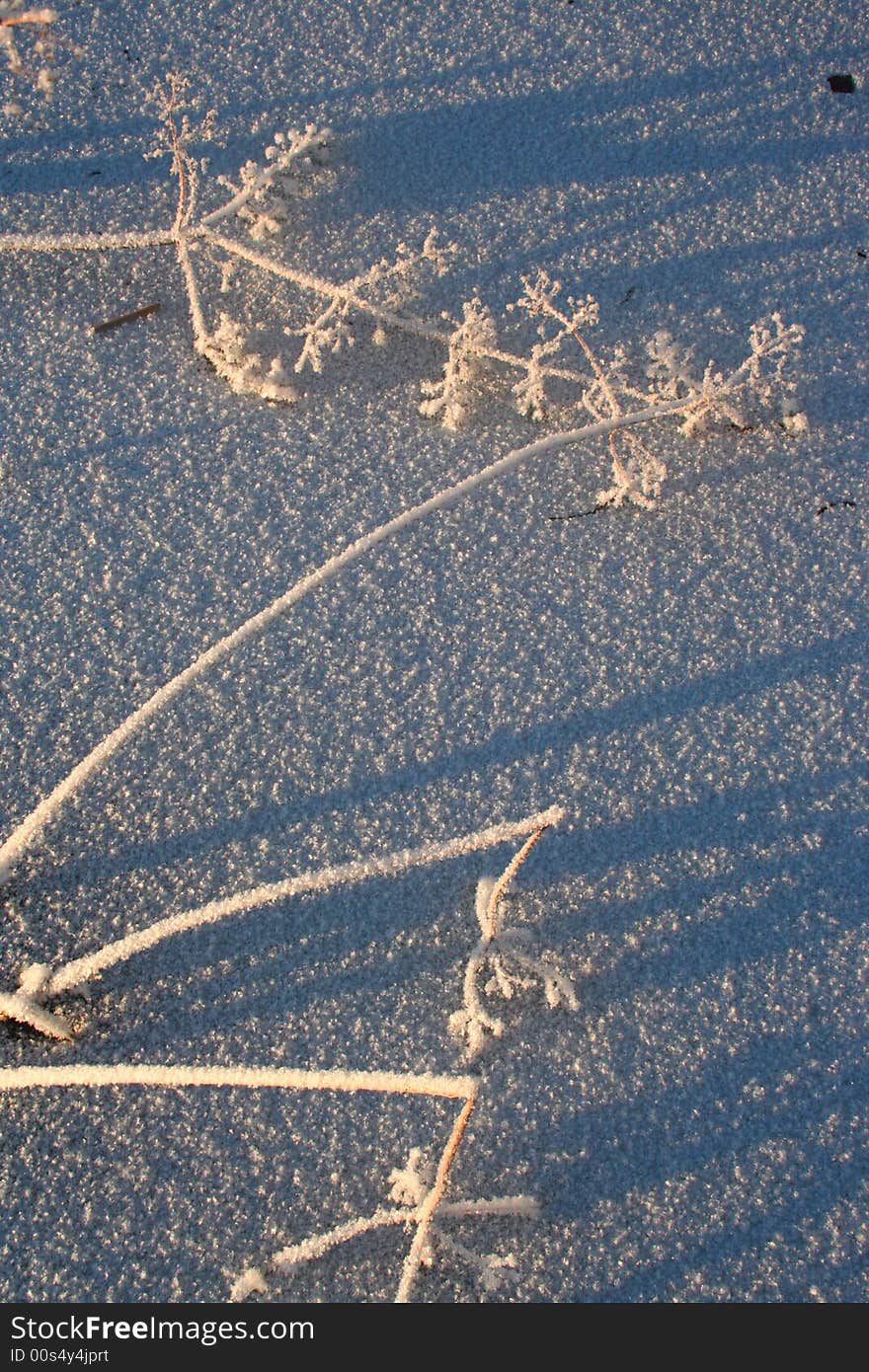 Snowy meadow with branchs