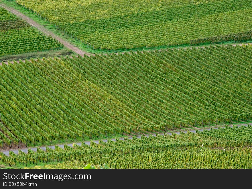 Wineyards at the German Mosel