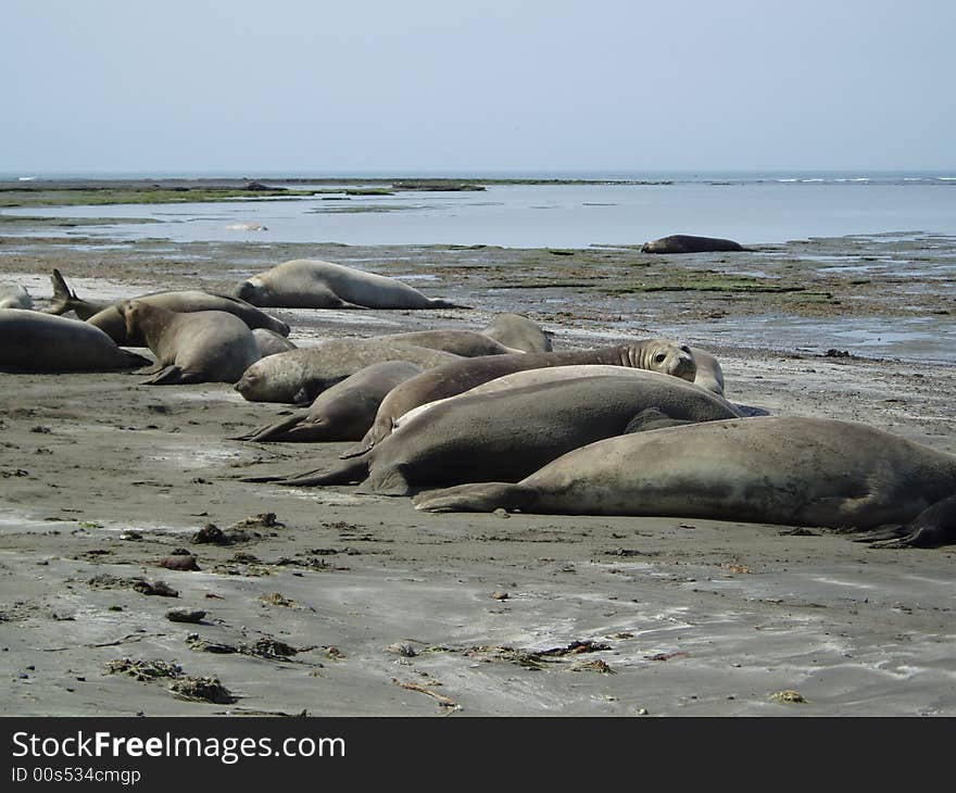 Elephants seal in Valdes Peninsula - Patagonia Argentina