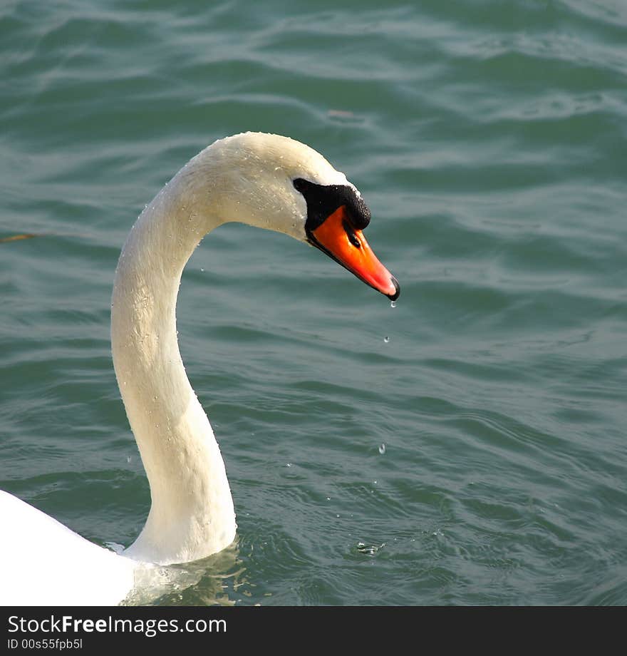 White swan with a long-necked on the water