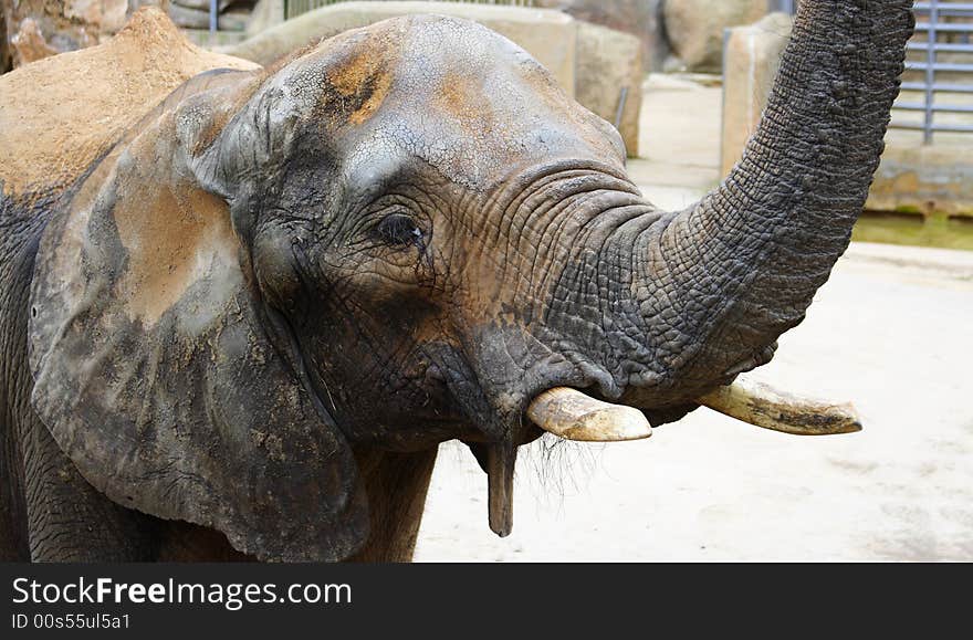 Old african elephant portrait in a zoo playing with its trump and showing its tusks. Old african elephant portrait in a zoo playing with its trump and showing its tusks