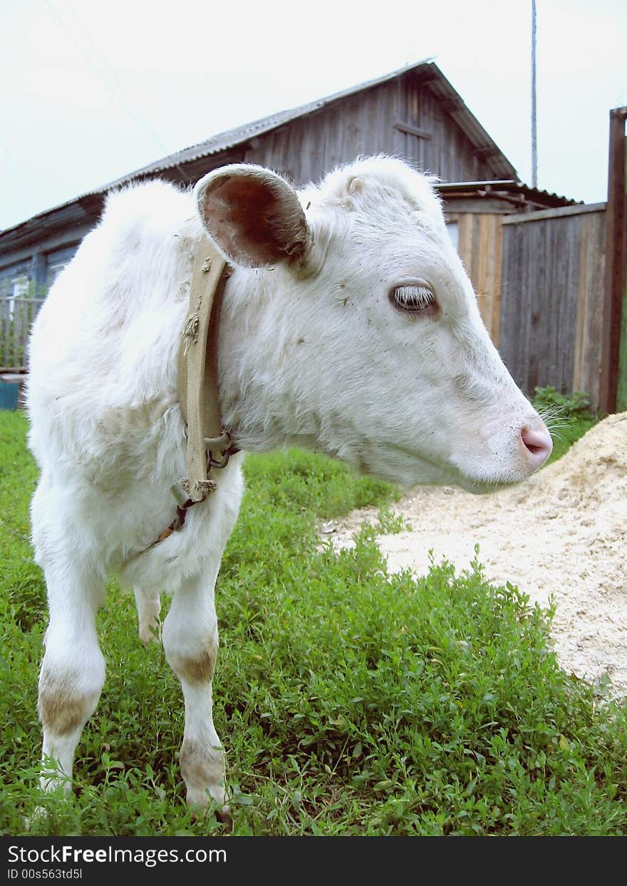 White calf of my grandmother in village. White calf of my grandmother in village.